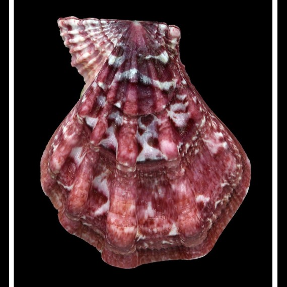 swiftii 71,0mm