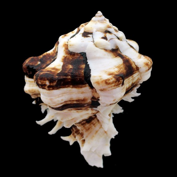 kusterianus 91,0mm