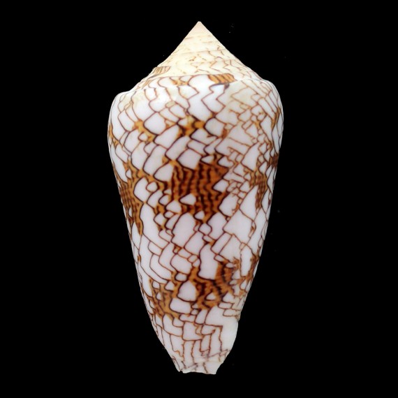 textile neovicarius 78,3mm
