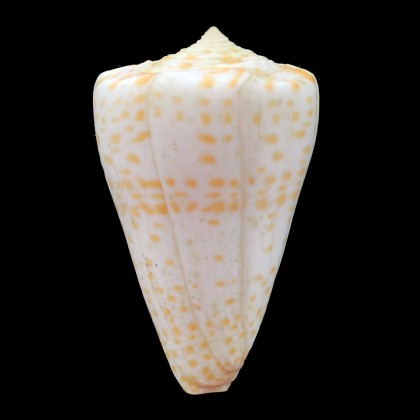 tessulatus 68,3mm