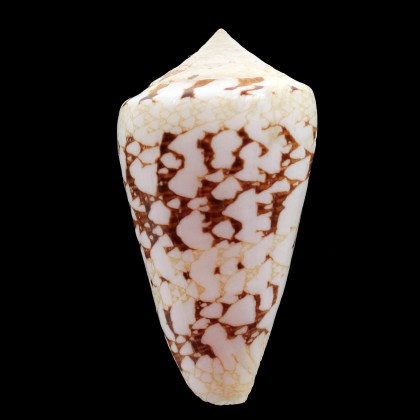 ammiralis 70,7mm
