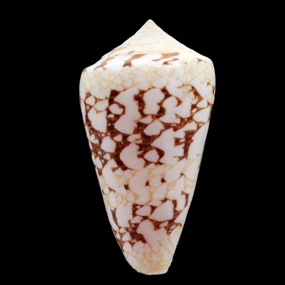 ammiralis 70,7mm