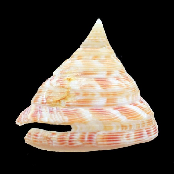 caledonicus 44,0mm
