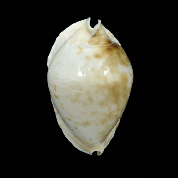 marginata nimbosa 66,0mm BIG