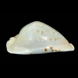 marginata nimbosa 66,0mm BIG