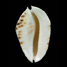 marginata nimbosa 66,0mm BIG
