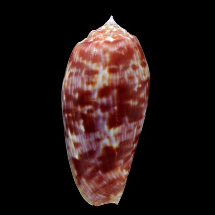 bullatus pongo 61,8mm BIG