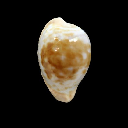 coronata debruini 33,1mm