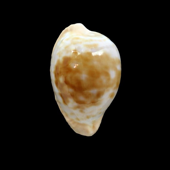 coronata debruini 33,1mm