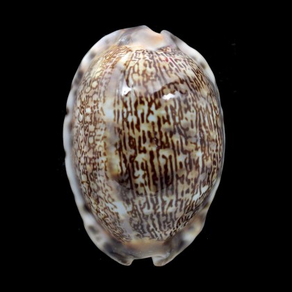 arabica 64,5mm SP pattern