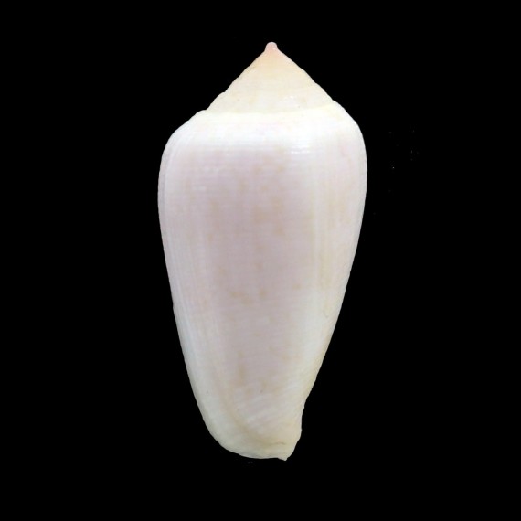 cocceus 40,7mm BIG