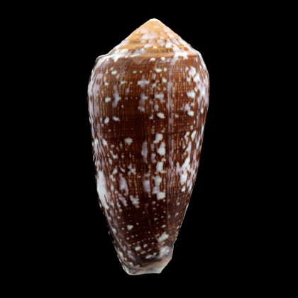 floccatus 60,0mm SUPERB