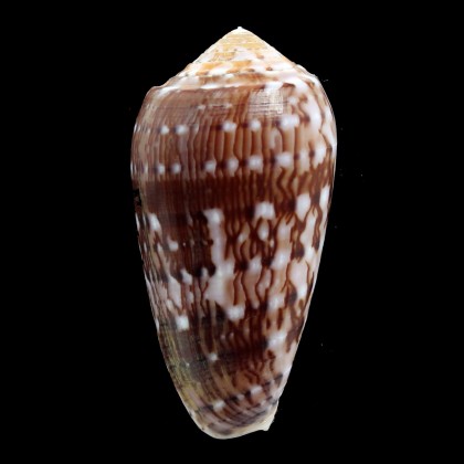 floccatus 57,5mm