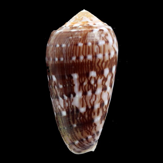 floccatus 57,5mm