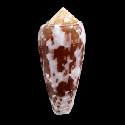 floccatus 54,5mm CHESTERFIELDS