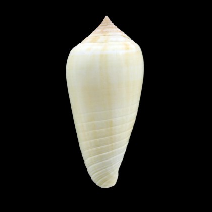 flavus 52,5mm RARE