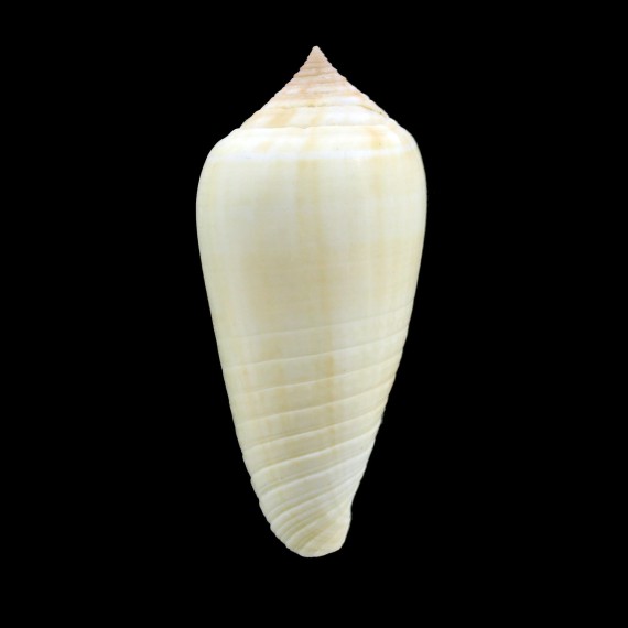 flavus 52,5mm RARE