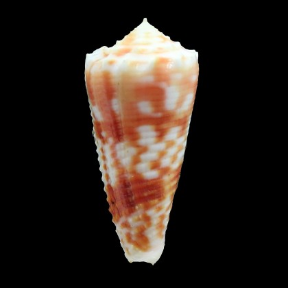 moluccensis merleti 43,0mm