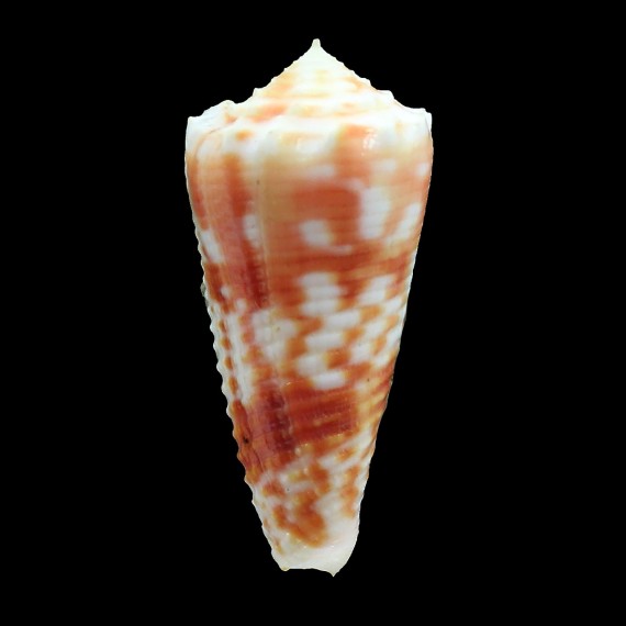 moluccensis merleti 43,0mm