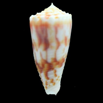moluccensis merleti 45,0mm