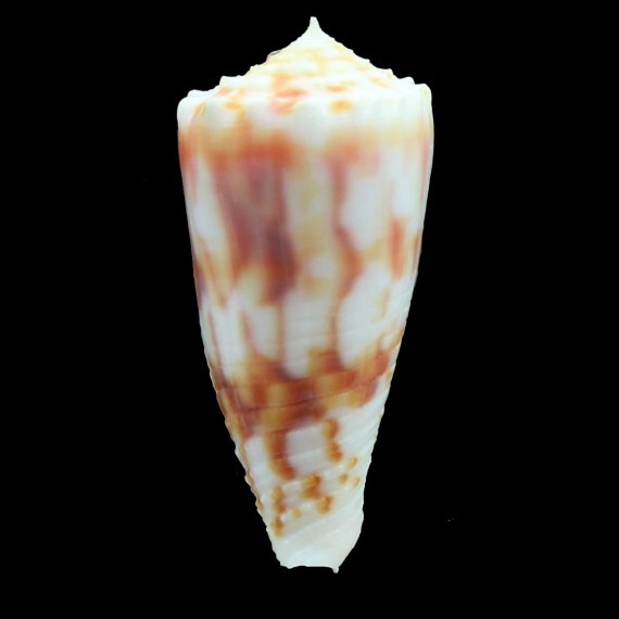 moluccensis merleti 45,0mm