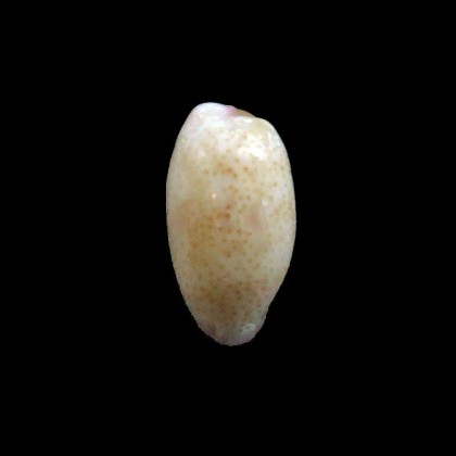 minoridens 9,3mm RARE