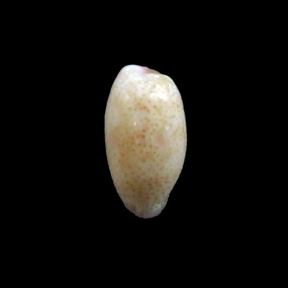 minoridens 9,3mm RARE