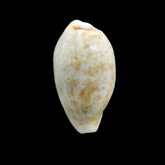 luchuana 21,0mm