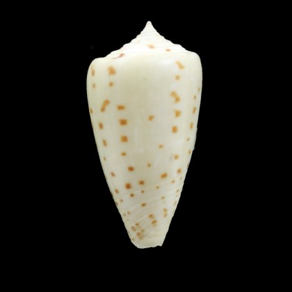 angioiorum 32,0mm