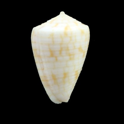 tuticorinensis 26,0mm BIG