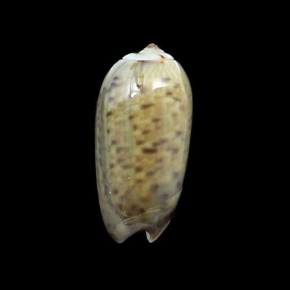 xenos 14,3mm RARE