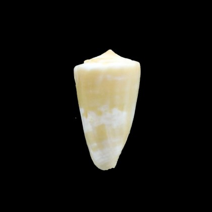 magellanicus 24,5mm BIG