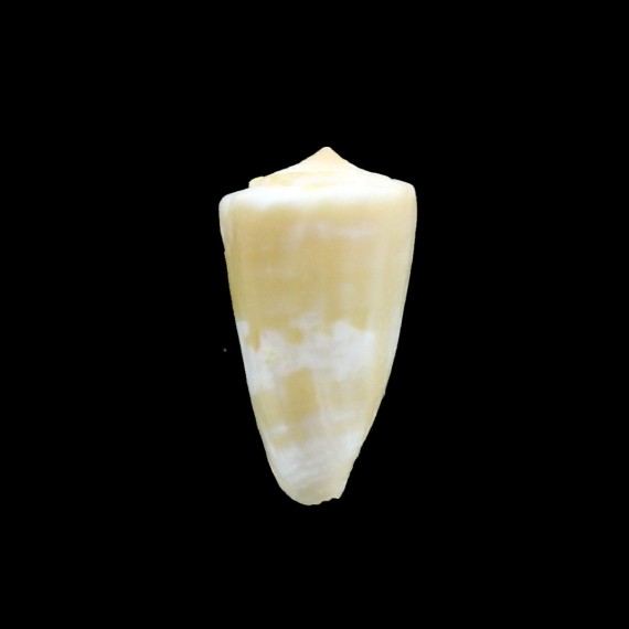 magellanicus 24,5mm BIG