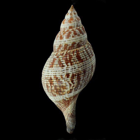 tulipa 200,0mm