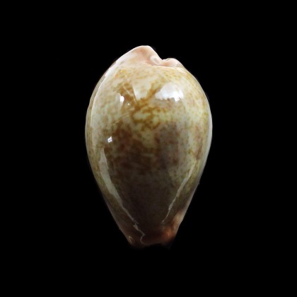 subviridis anceyi 35,0mm