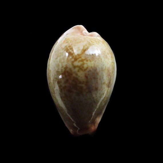 subviridis anceyi 35,0mm