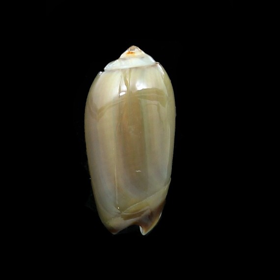 xenos 14,3mm RARE