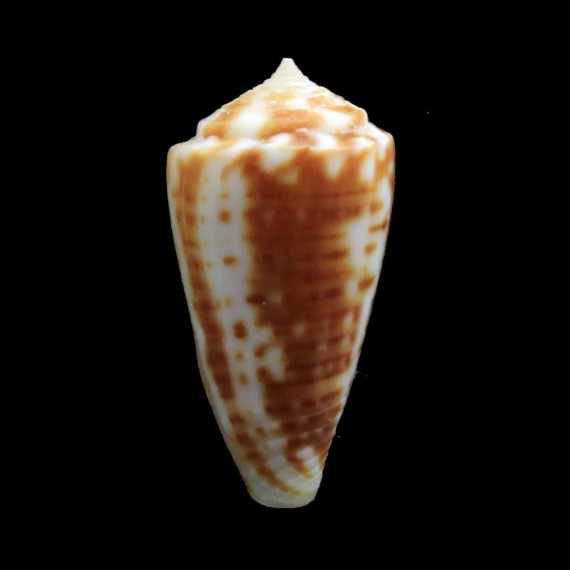 flavescens 23,0mm