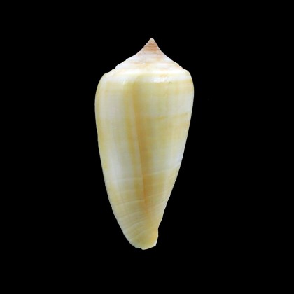 flavus 49,3mm RARE
