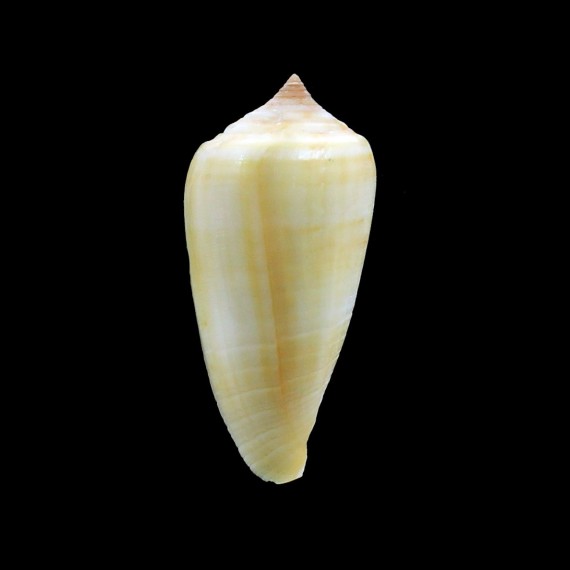 flavus 49,3mm RARE