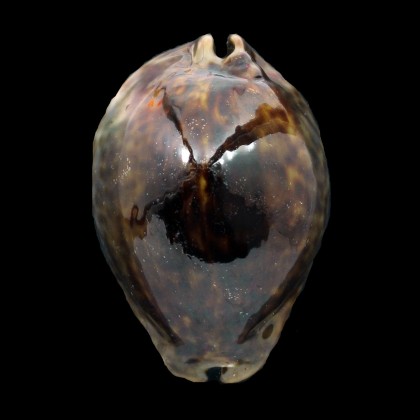 stercoraria 78,0mm DARK