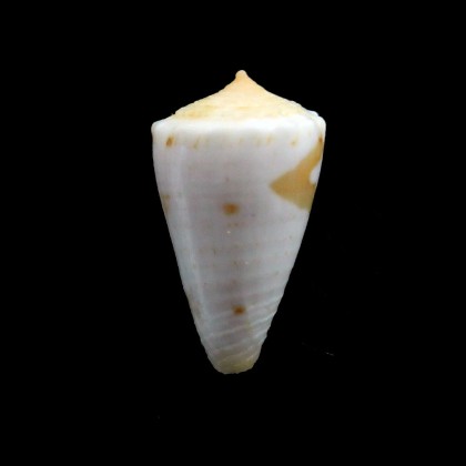 magellanicus 19,0mm