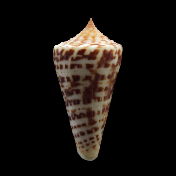 regularis 50,0mm