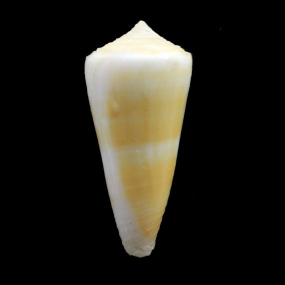 attenuatus 30,5mm BIG