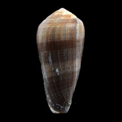 pennaceus elisae 57,0mm