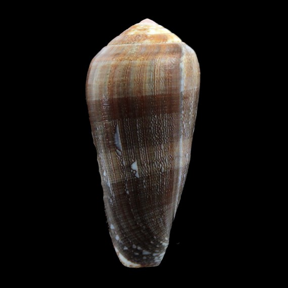 pennaceus elisae 57,0mm