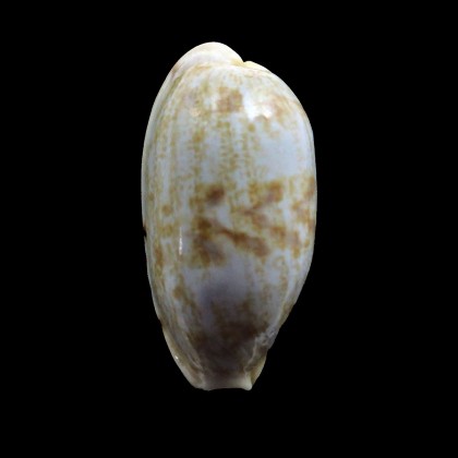 teres alveolus 38,3mm BIG