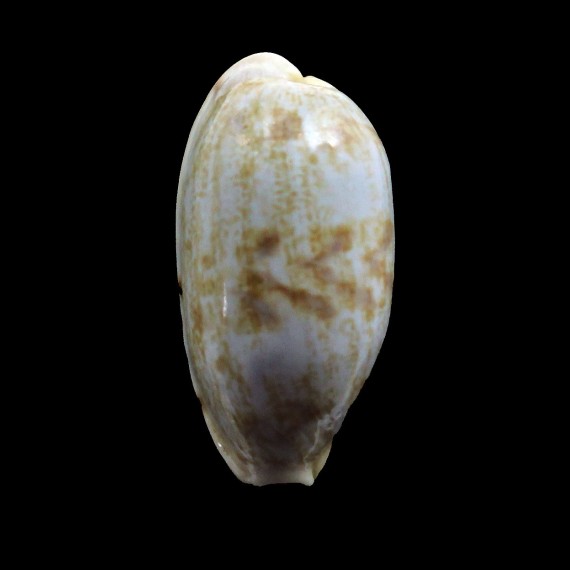 teres alveolus 38,3mm BIG