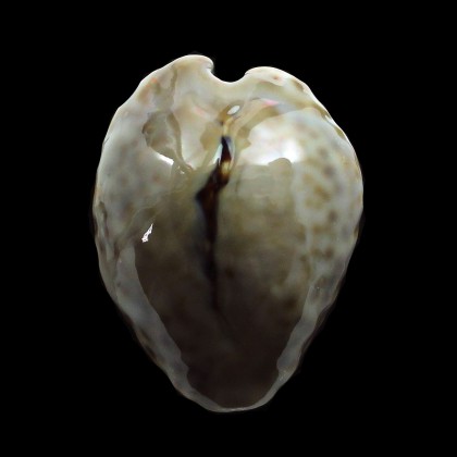 teulerei 49,0mm