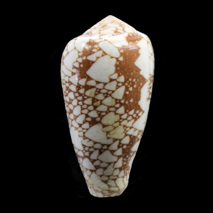pennaceus marmoricolor 54,5mm